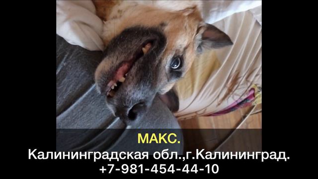 Пропала собака! МАКС. Калининградская область, г.Калининград, Каштановая аллея 131. смотреть онлайн