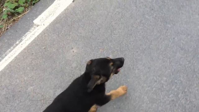 Встреча с щенками! Meeting with the puppies! смотреть онлайн