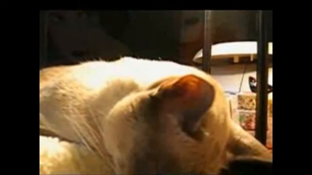 Кошка хочет спать))) смотреть онлайн