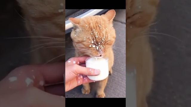 Кот пьет молоко #Tik Tok #Shorts #Тик Ток #ПриколКоты #Catstiktok смотреть онлайн