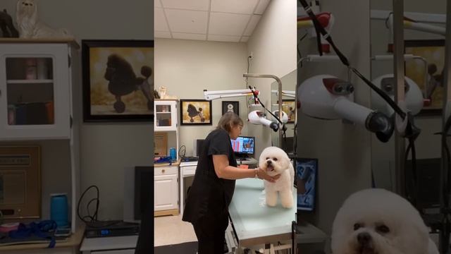 Bichon Grooming. A short Bichon Frise Haircut. смотреть онлайн