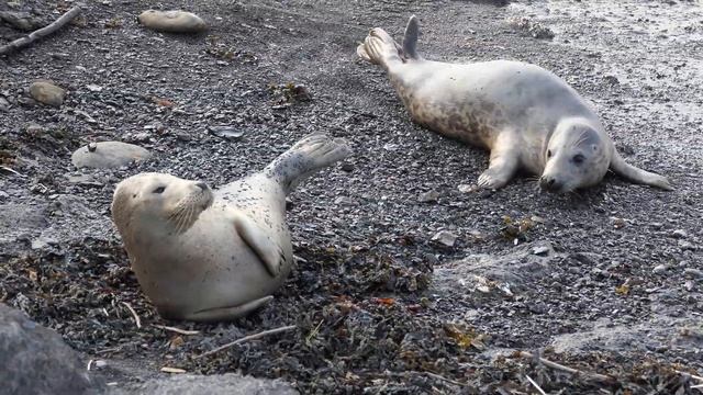 Leica V-Lux 5 - 4K 30fps - Baby Seals On the UK Coast, Handheld смотреть онлайн