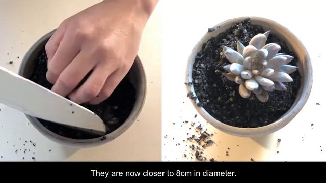 Echeveria Unguiculata & Echeveria Unguiculata White Form смотреть онлайн