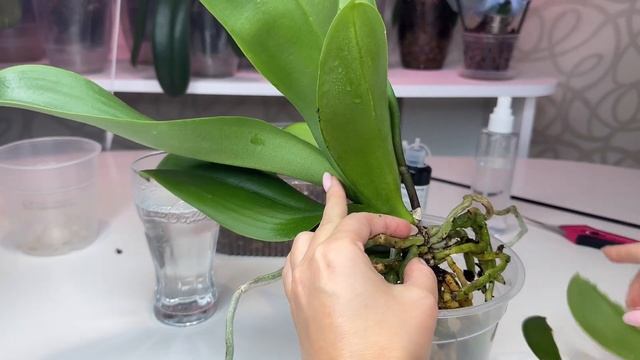 Корни орхидеи разорвали горшок Как пересадить орхидею смотреть онлайн