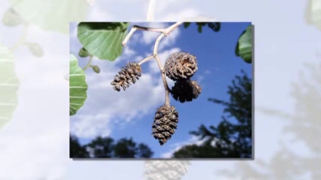 как прекрасно всё то что твоё.mpg смотреть онлайн