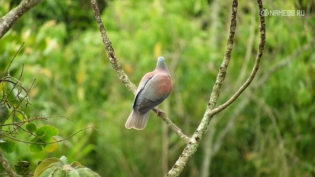 Значение имени Вероника: карма, характер и судьба смотреть онлайн