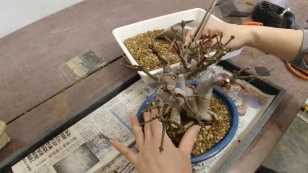 春に行うコマユミの植え替え、植替作業