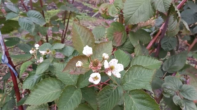 Ежевика Прайм арк Фридом. Нужен ли первый урожай? смотреть онлайн