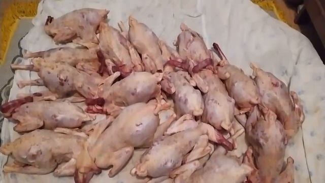 ДОМАШНИЕ КУРЫ И ПЕТУШКИ.ЧТО ЗИМОЙ ЕСТЬ БУДЕМ? смотреть онлайн