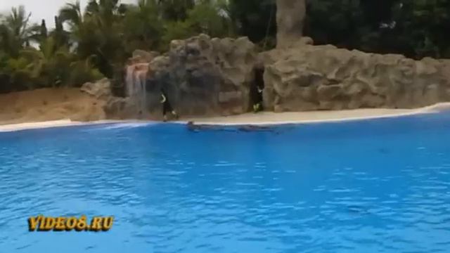 Шоу дельфинов - Loro parque dolphins show смотреть онлайн