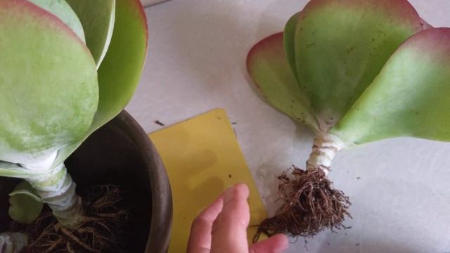 Каланхое тирсифлора (Kalanchoe Thyrsiflora), проблемы адаптация после покупки смотреть онлайн