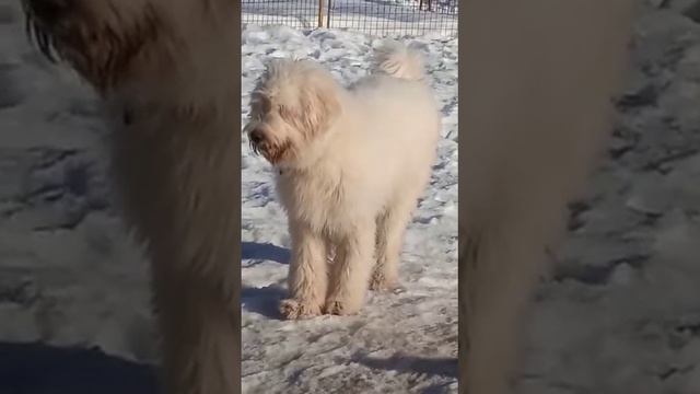 Алтая привезли в гости на день после квартиры это ужас а не собака наших трех не слышно этот воет. смотреть онлайн