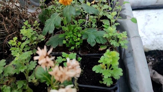 Обзор и уход за хризантемой мультифлорой зимой