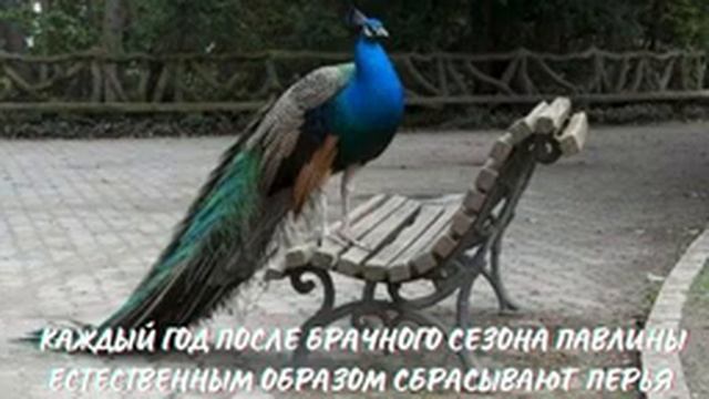 Павлин. Интересно знать смотреть онлайн