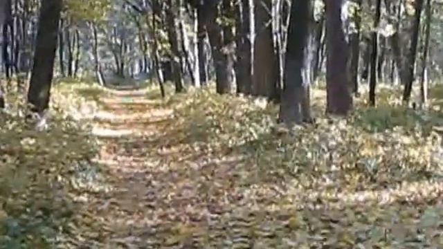 Осень в Подольском парке Монастырище смотреть онлайн