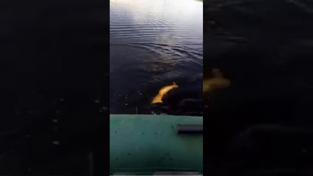 15437.mp4 смотреть онлайн