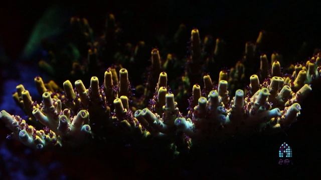 Acropora Coloring Tips By Pirates Reef Corals.