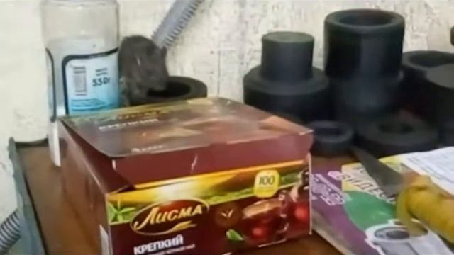 Наглая мышь в гараже смотреть онлайн