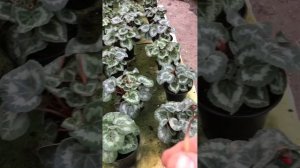 Результат применения Флорона,