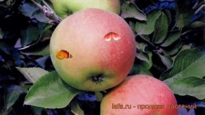 Яблоня колоновидная Валюта (malus valyuta) ? яблоня Валюта обзор: как сажать саженцы яблони Валюта