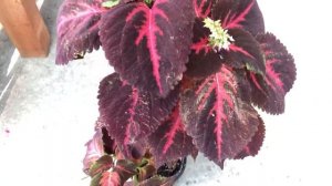 Колеус Польза и вред/Приметы и суеверия. Крапивка блуме микс