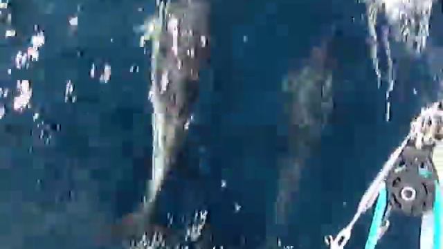 Dance of The Dolphin смотреть онлайн