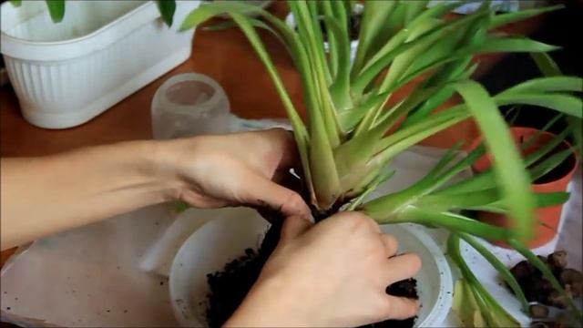 Как отделить деток Гузмании (Guzmania)