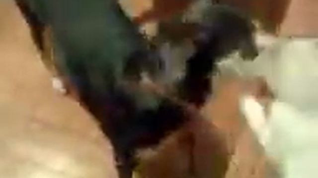 Воспитание котёнком нерадивой собаки смотреть онлайн