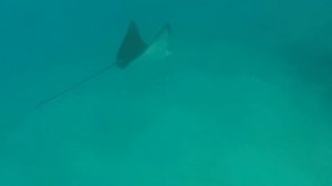 Скат. Риф отеля Coral Beach Hotel Hurghada 4*.