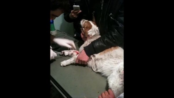 DiNGO Animal Lovers - stray animals of Armenia