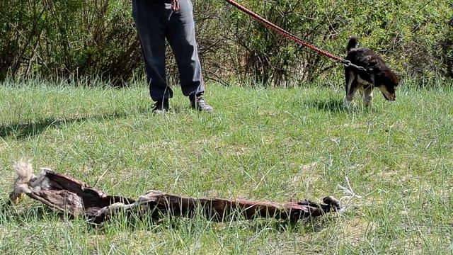 Реакция на шкуру волка.Девчонка.MOV смотреть онлайн