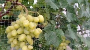 Виноград БЕЛАЯ НАДЕЖДА - Всерьез и Надолго !!!