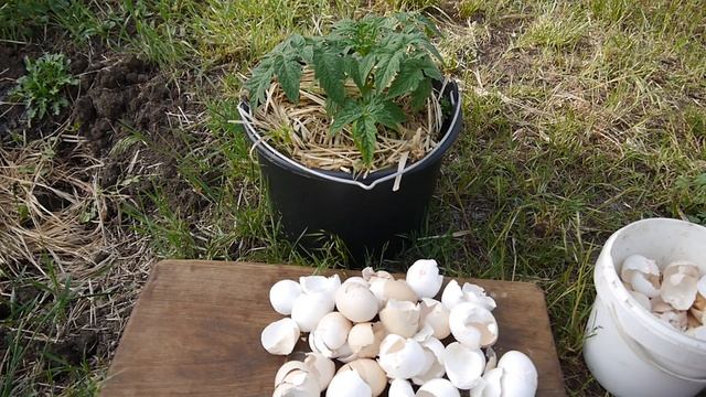 ЯИЧНАЯ СКОРЛУПА КАК УДОБРЕНИЕ !!! Яичная скорлупа против медведки !!! смотреть онлайн
