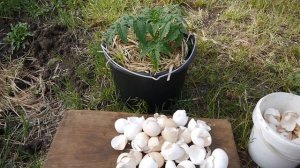 ЯИЧНАЯ СКОРЛУПА КАК УДОБРЕНИЕ !!! Яичная скорлупа против медведки !!!