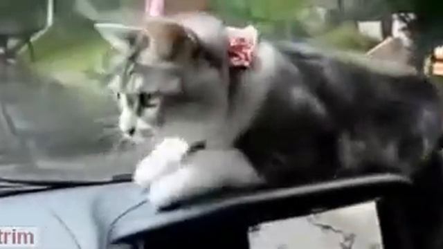 Кот смешно пугается автомобильных дворников смотреть онлайн