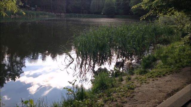 Бигли в парке смотреть онлайн