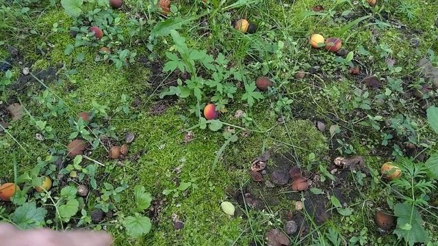 Вредитель абрикоса (сливовая плодожорка) смотреть онлайн