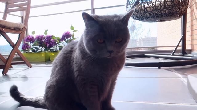VLOG: ДЕЛАЕМ РЕМОНТ! 23.03.18 смотреть онлайн
