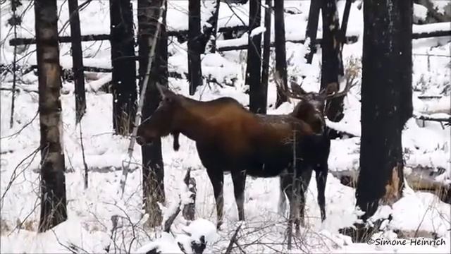 лоси брачный сезон смотреть онлайн