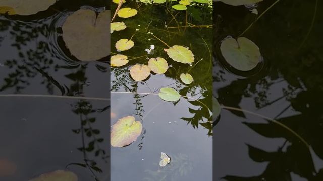 Elodea flowers in pond / Элодея цветение в пруду. смотреть онлайн