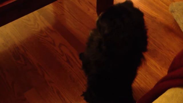 Pekingese Sitting Like a Prairie Dog смотреть онлайн