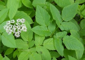 Сныть-трава.