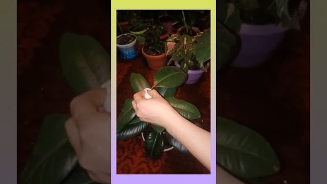 обрезка фикуса, формировка куста смотреть онлайн