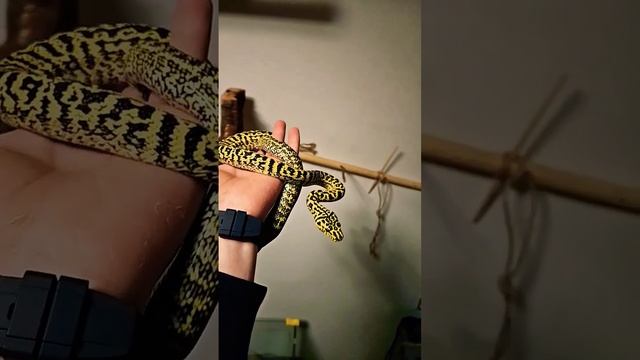 morelia spilota cheynei aka The jungle carpet python - Zebra. #shortcraft #snake смотреть онлайн