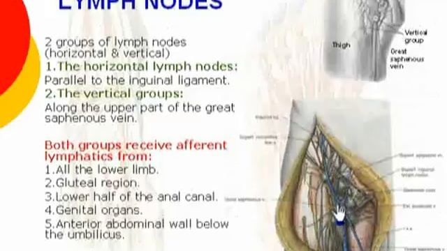 045 superficial inguinal lymph nodes | lower limb | anatomy by dr ahmed kamal смотреть онлайн