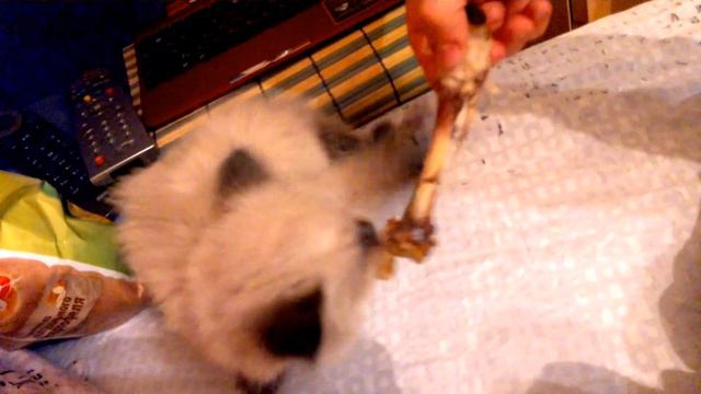 Котенок маскарадной кошки смотреть онлайн