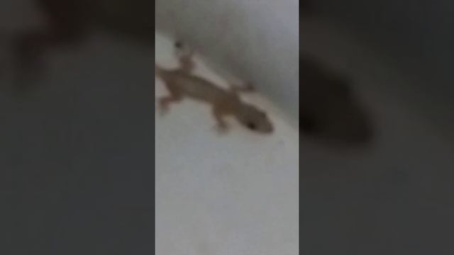 Ящерица геккон смотреть онлайн