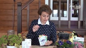 Что посадить в год петуха  Целозия Петушиный гребень