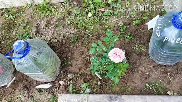 Мои розы. Фердинанд Пичард. Нина Вейбул. Розмари Харкнесс. Четыре сезона. Часть 2. Август'22 смотреть онлайн