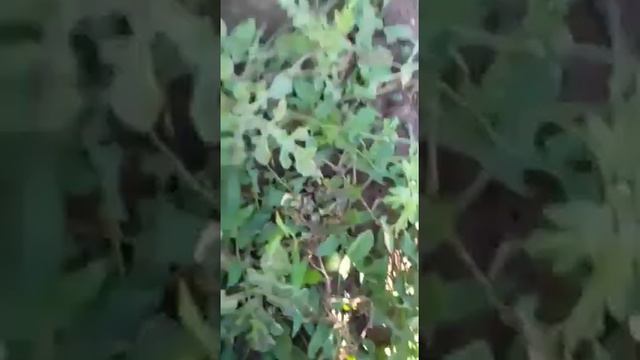 Арбузы собираем первый урожай. смотреть онлайн